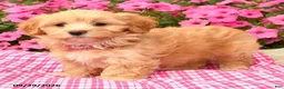 Maltipoo dogs for sale: Opie - Ad 3