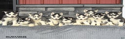 Siberian Husky dogs for sale: Clover - Ad 5
