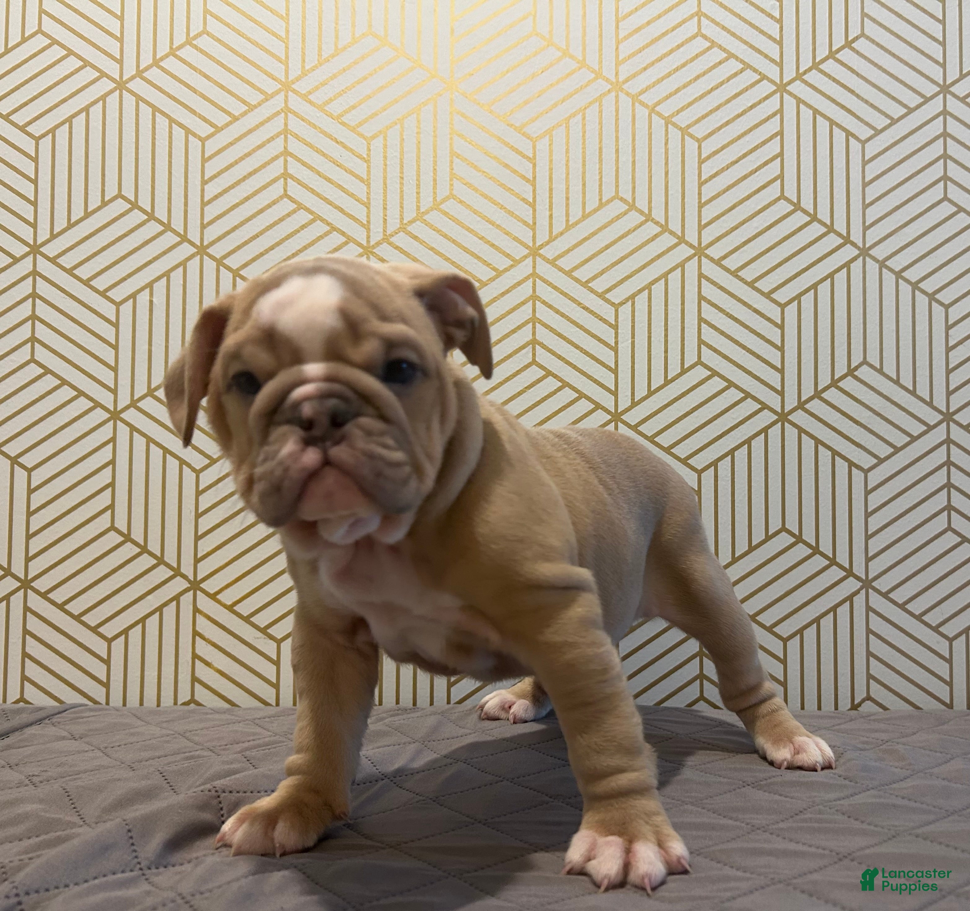 English Bulldog dogs Willow - Ad 23