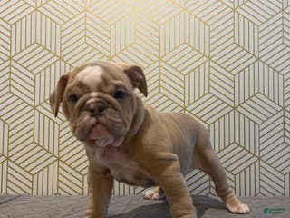 English Bulldog dogs Willow - Ad 19
