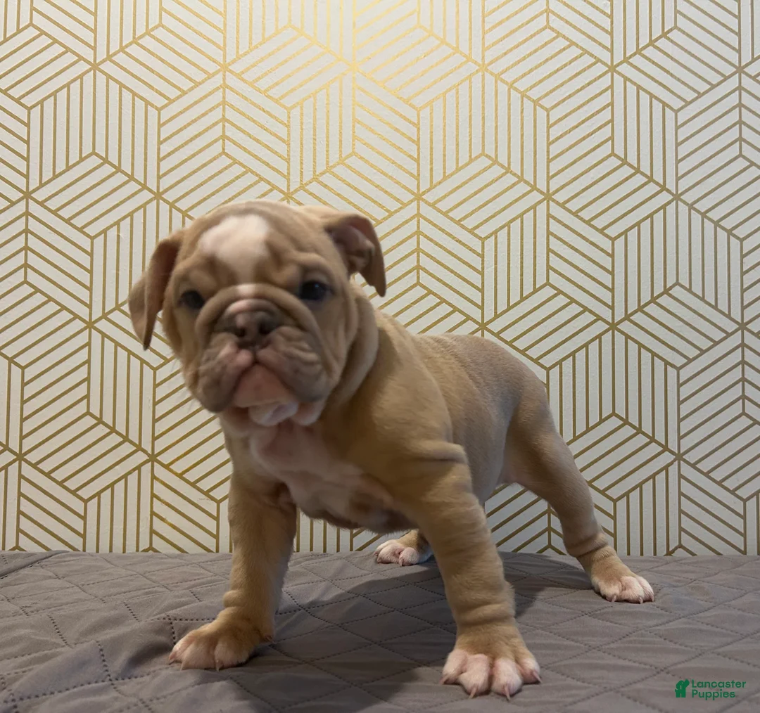 English Bulldog dogs for sale: Willow - Ad 1