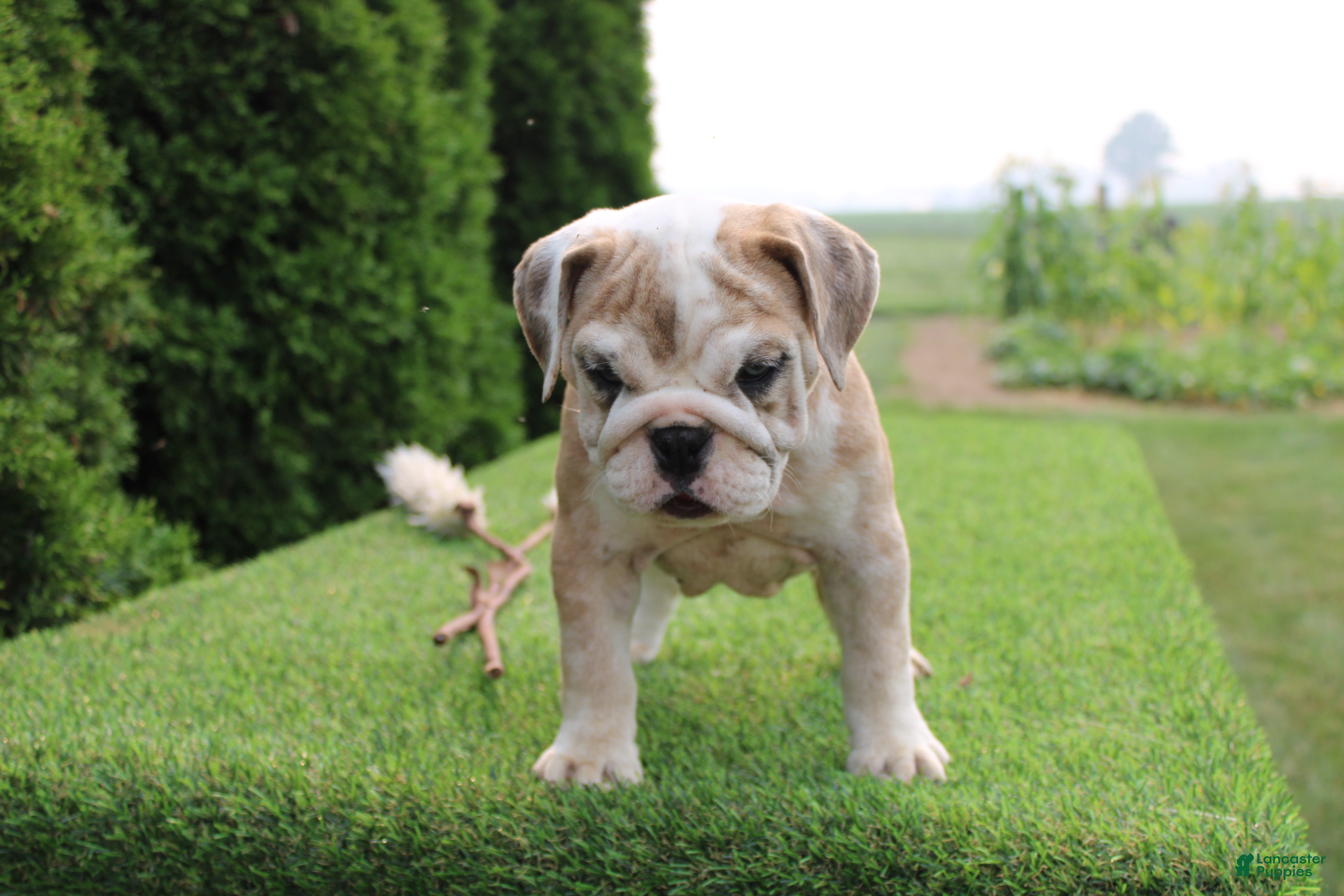 English Bulldog dogs Daisy - Ad 1