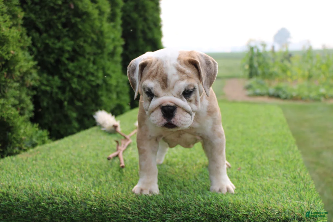 English Bulldog dogs for sale: Daisy - Ad 1