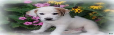Lee