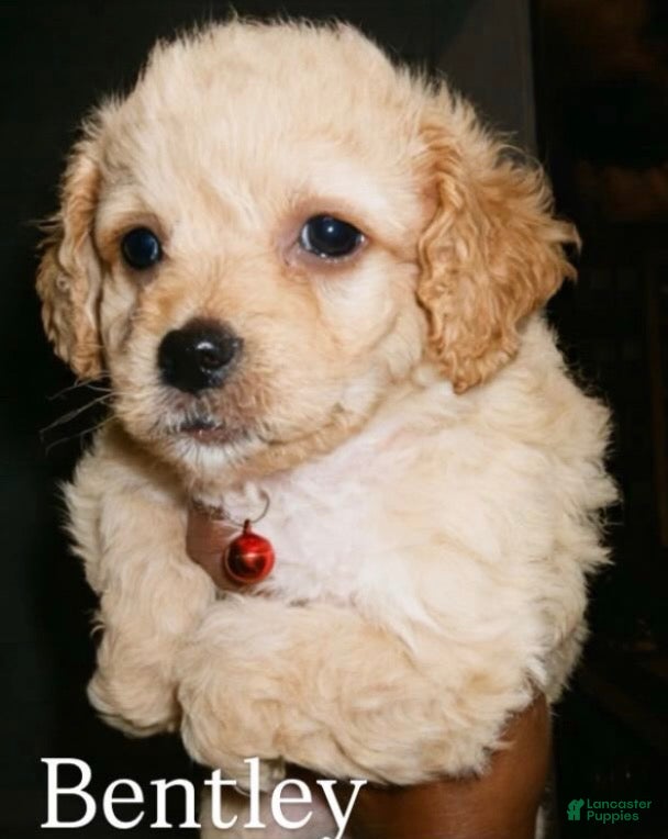 Mixed Breed dogs Male #2 - Ad 30