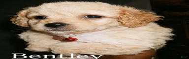 Male #2