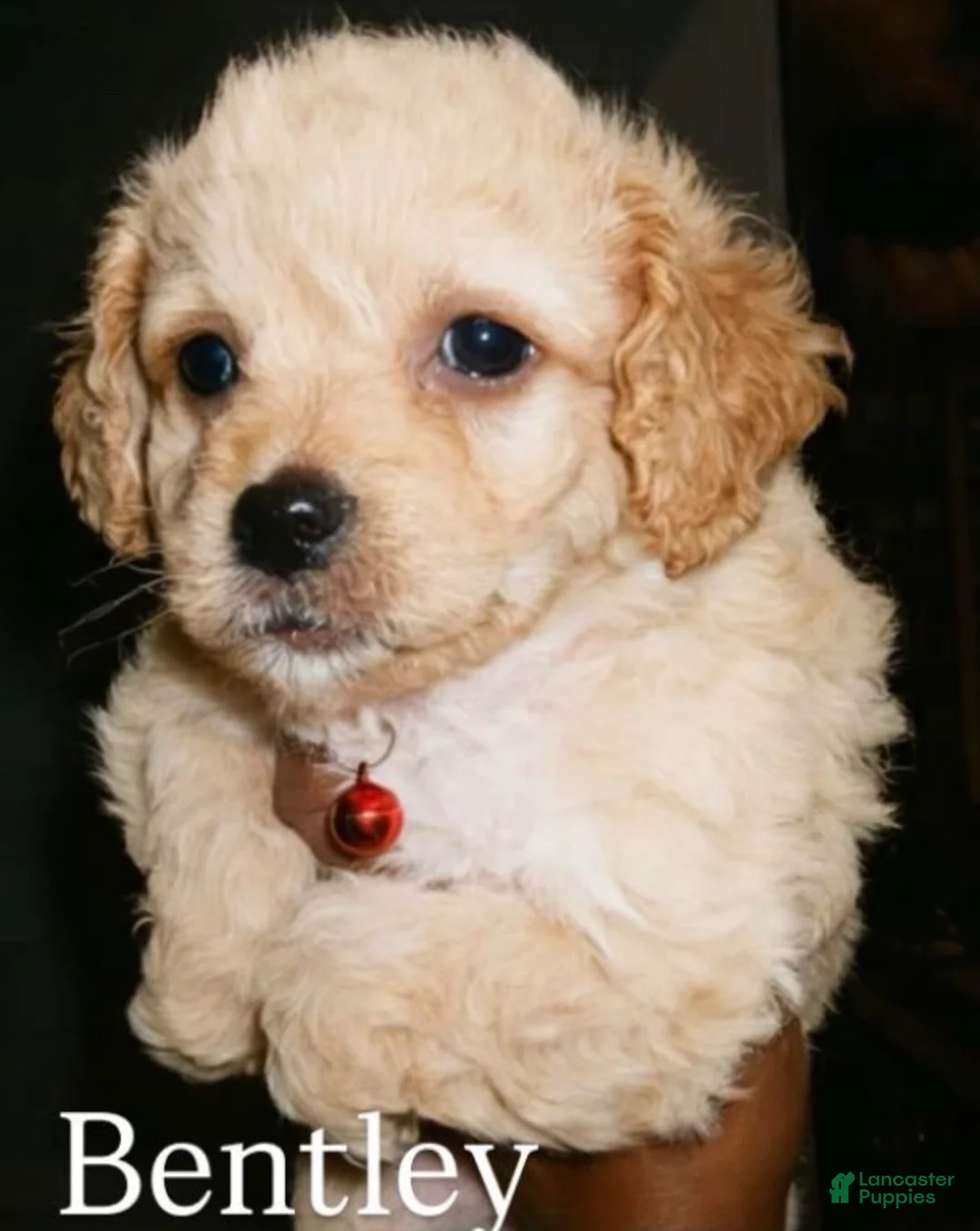 Mixed Breed dogs for sale: Male #2 - Ad 1