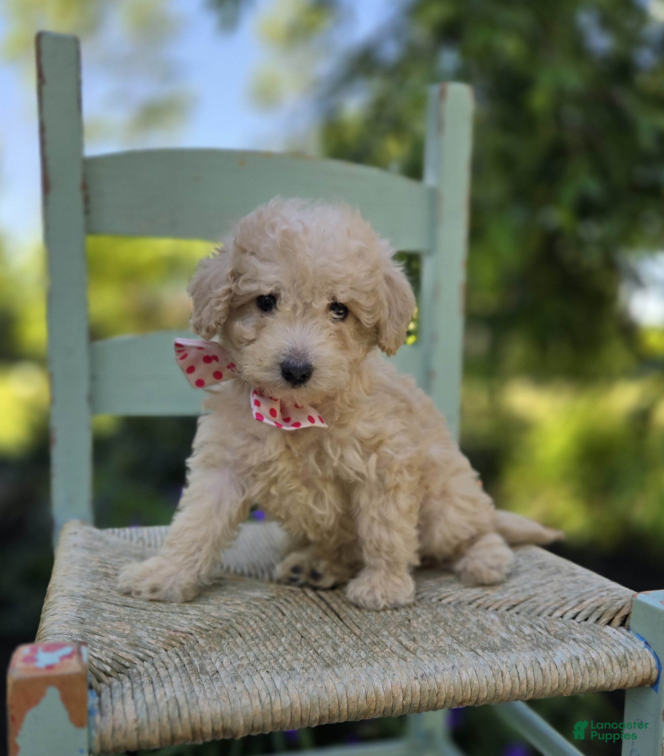 Miniature Poodle dogs Cassie - Ad 1