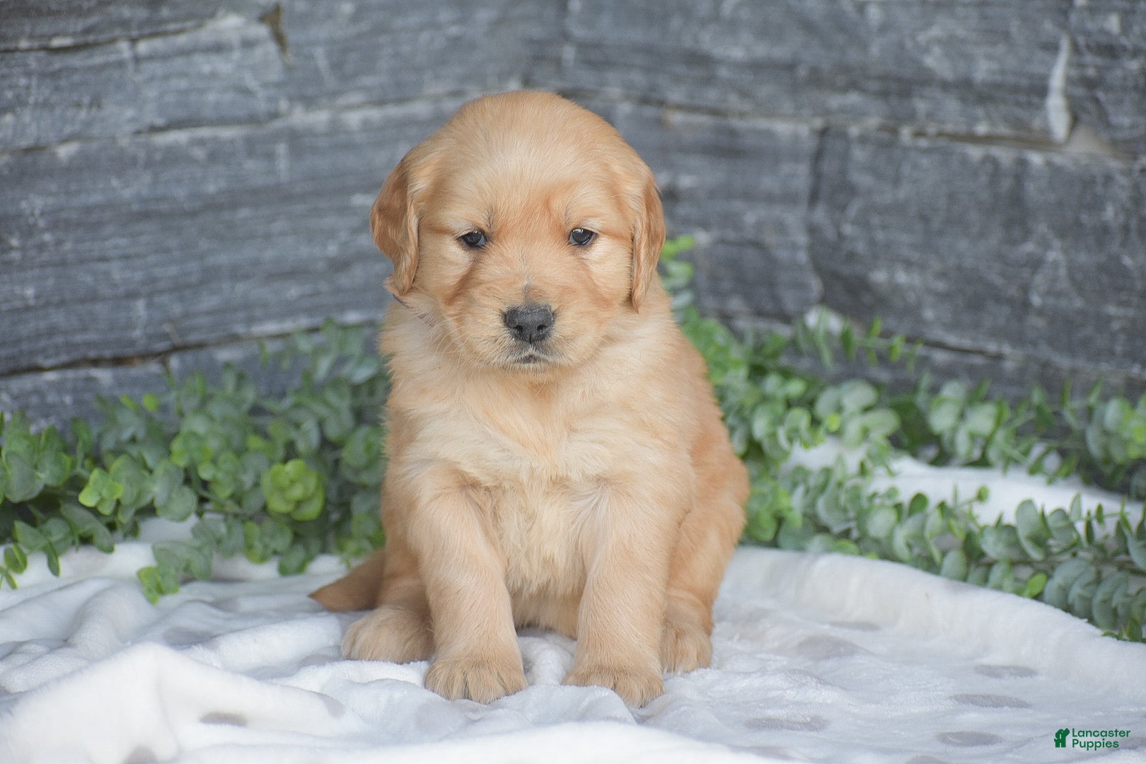 Golden Retriever dogs Benny - Ad 2