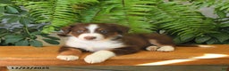 Australian Shepherd dogs for sale: Adonis - Ad 5