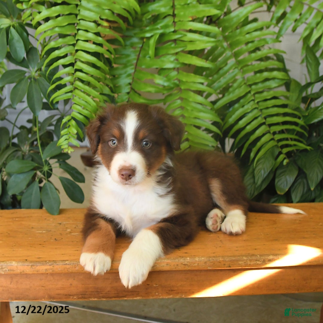 Australian Shepherd dogs for sale: Adonis - Ad 5