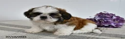 Shih Tzu dogs for sale: Cade - Ad 2
