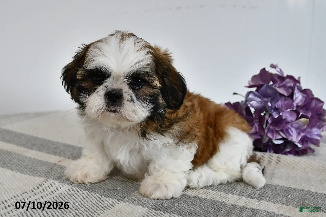 Shih Tzu dogs for sale: Cade - Ad 2