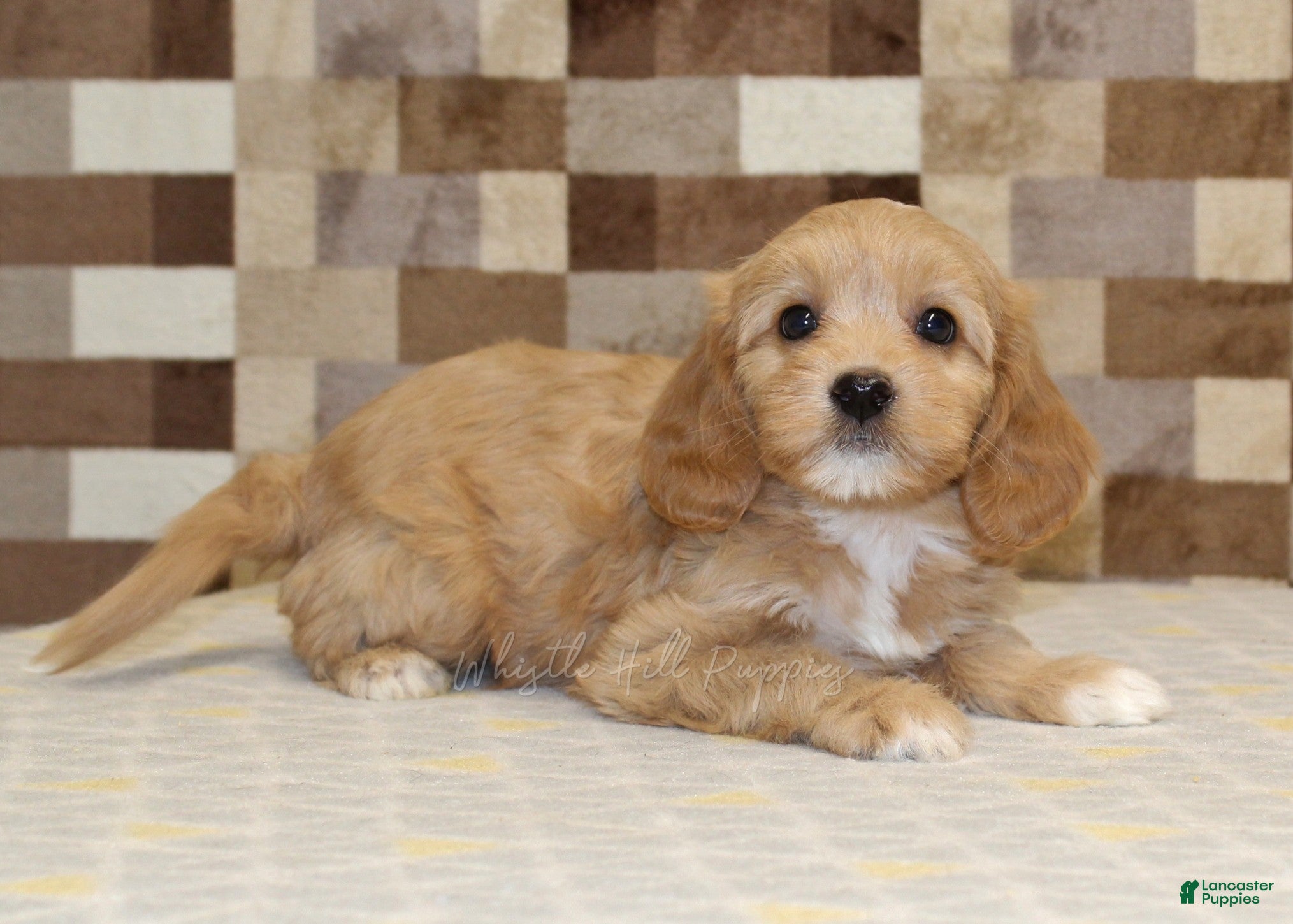 Mixed Breed dogs Macy - Ad 2