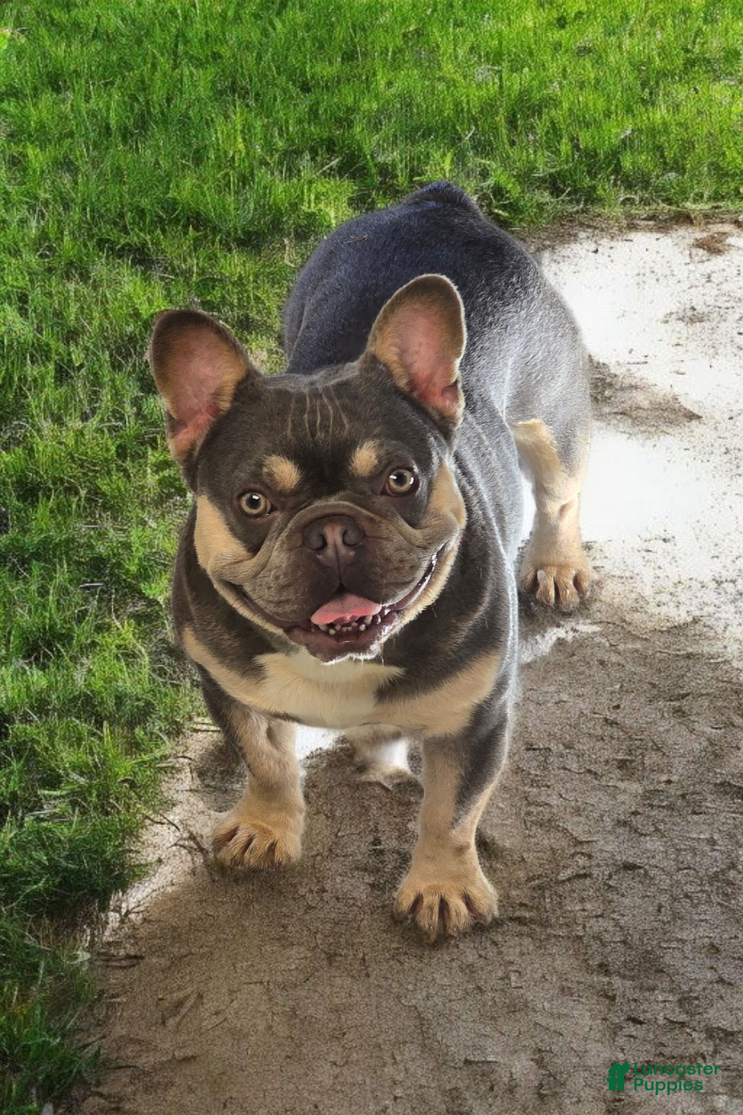 French Bulldog dogs for stud: French Bulldog 1 puppies - Ad 6