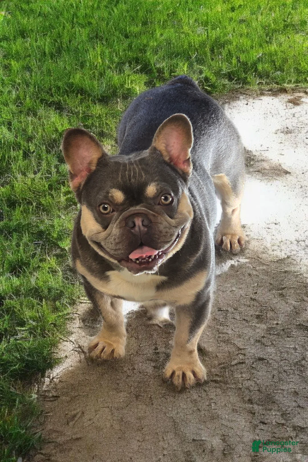 French Bulldog dogs for stud: Rolex - Ad 8