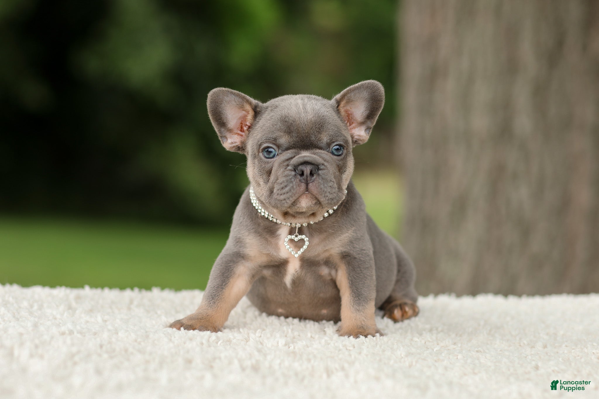 French Bulldog dogs Duke - Ad 1