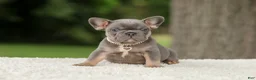 French Bulldog dogs for sale: Duke - Ad 1