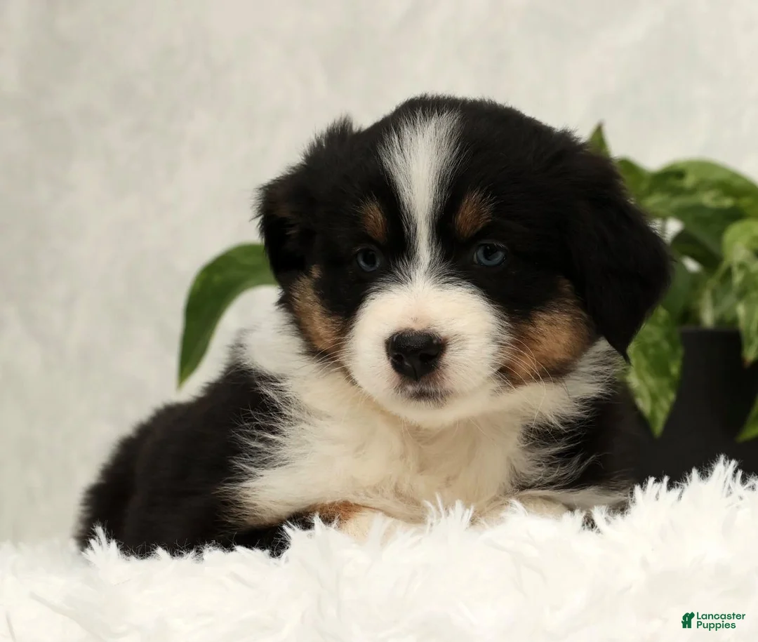 Miniature Australian Shepherd dogs for sale: Sophie - Ad 9
