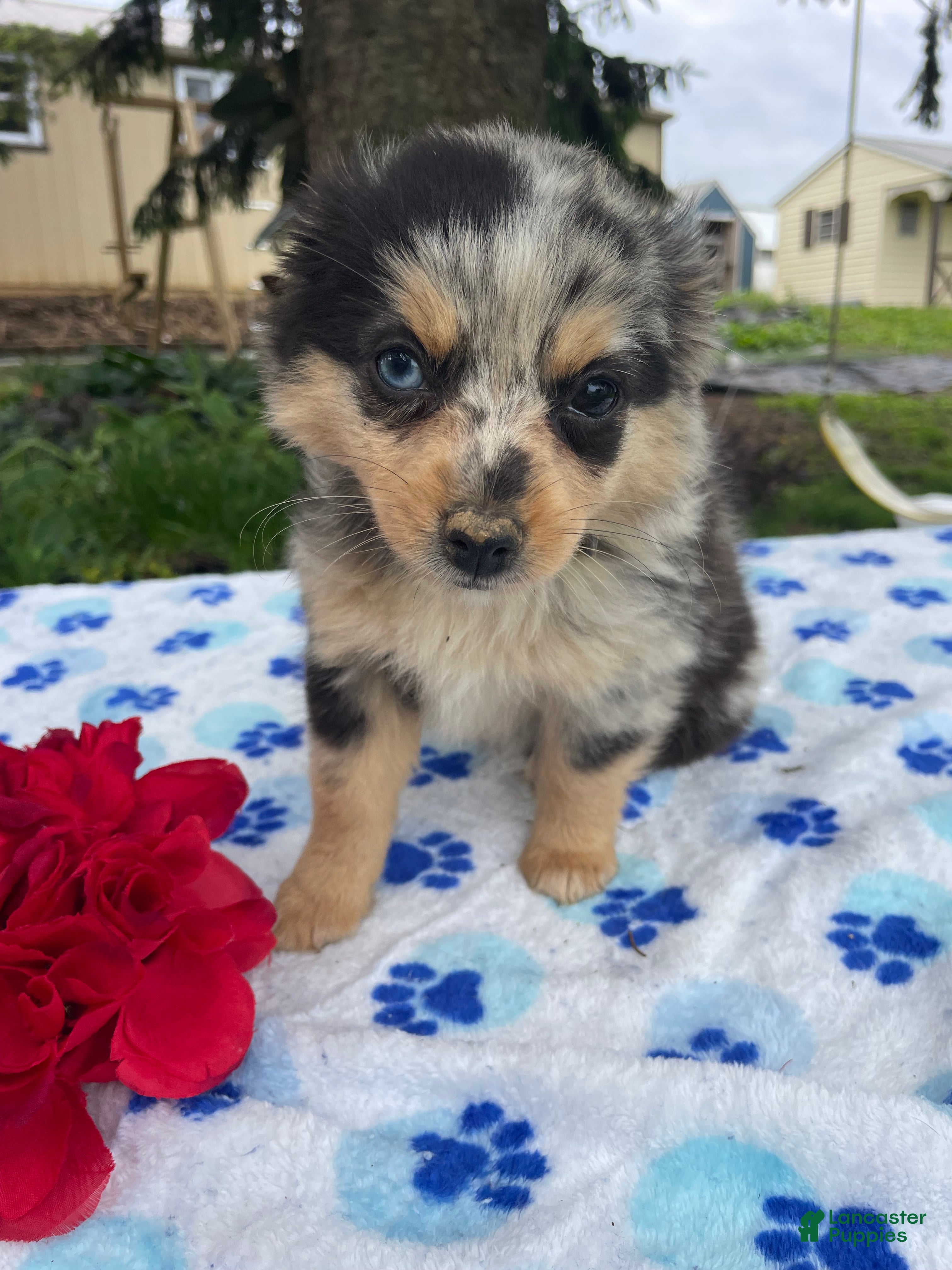 Toy Australian Shepherd dogs Jewel - Ad 3
