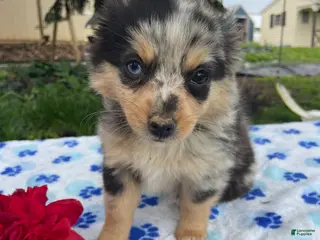 Toy Australian Shepherd dogs Jewel - Ad 9