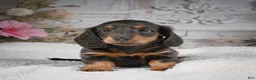 Miniature Dachshund dogs for sale: AKC-Gloria - Ad 9
