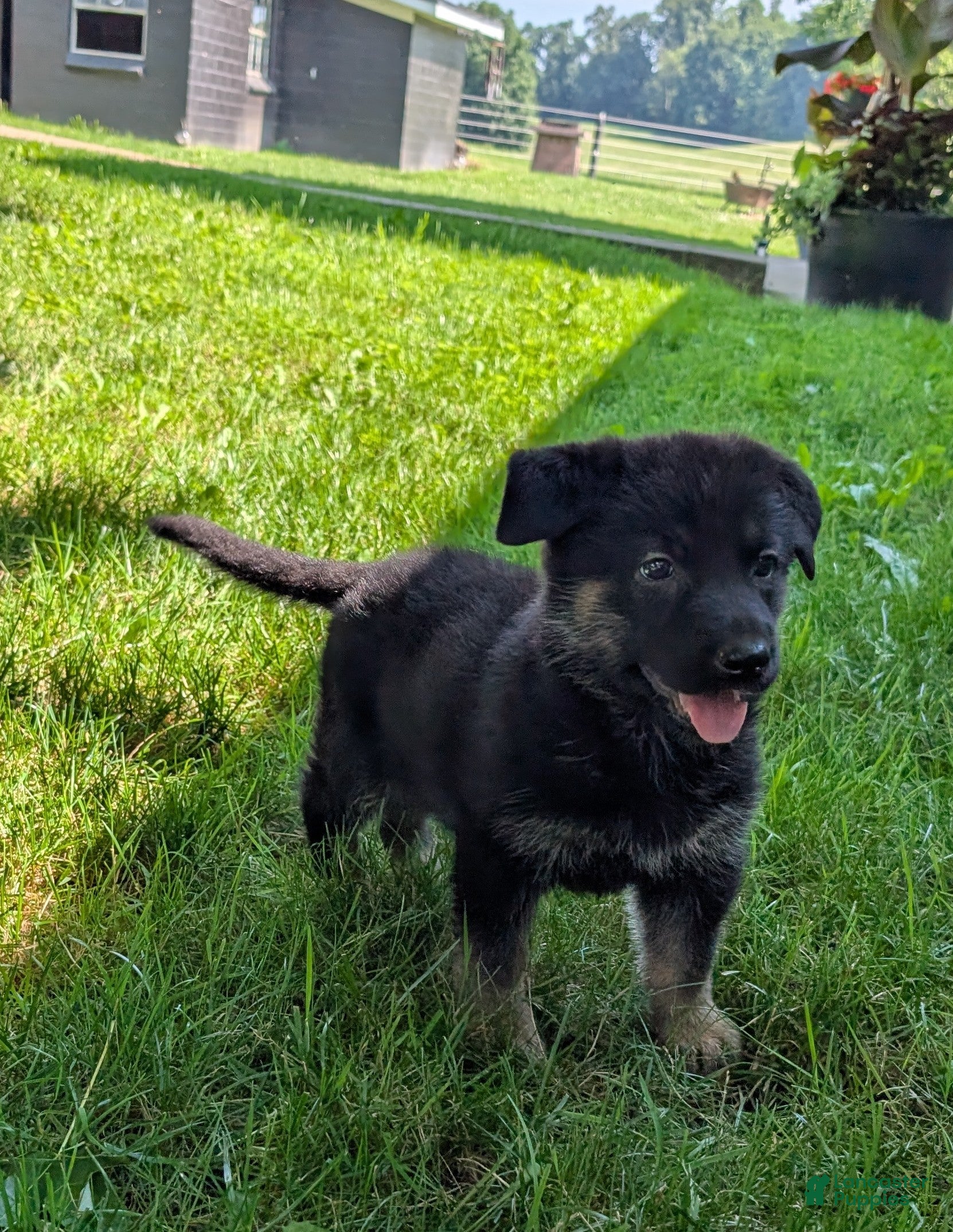 German Shepherd dogs Missy - Ad 2