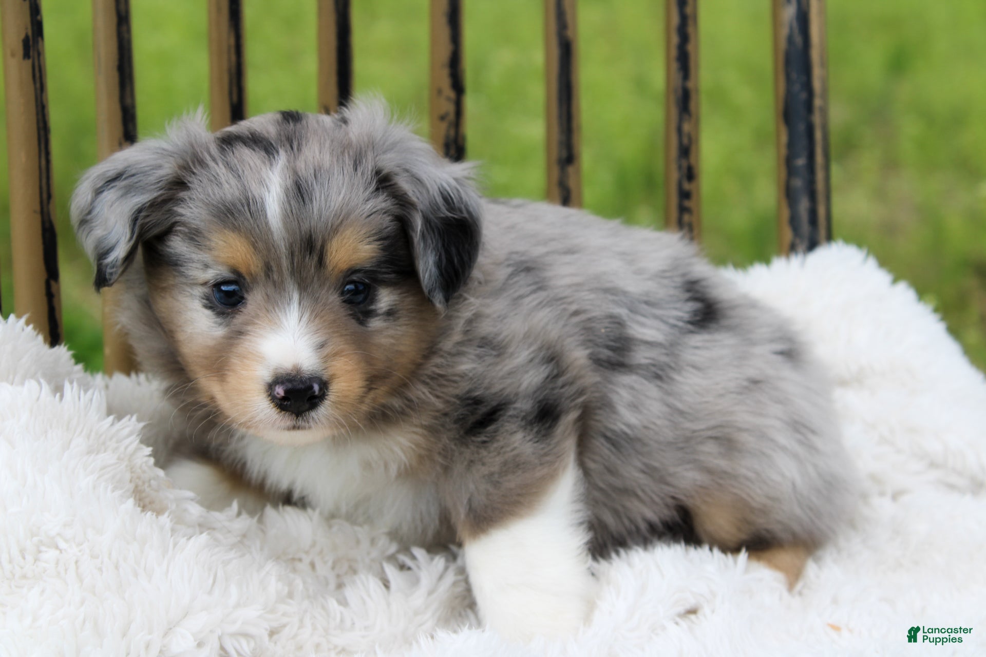 Miniature Australian Shepherd dogs Glacier - Ad 2