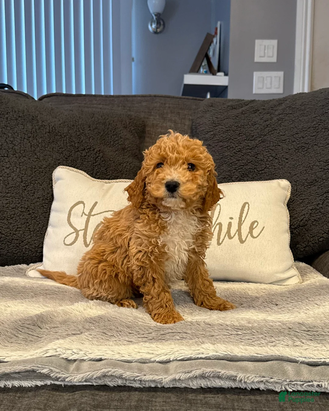 Mini Goldendoodle dogs for sale: Vinny - Ad 1