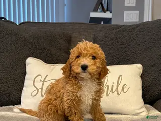 Mini Goldendoodle dogs Vinny - Ad 6