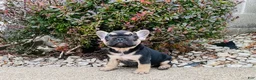 French Bulldog dogs for sale: Asher - Ad 5