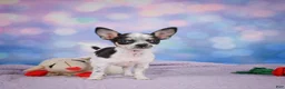 Chihuahua dogs for sale: DAHLIA - Ad 7