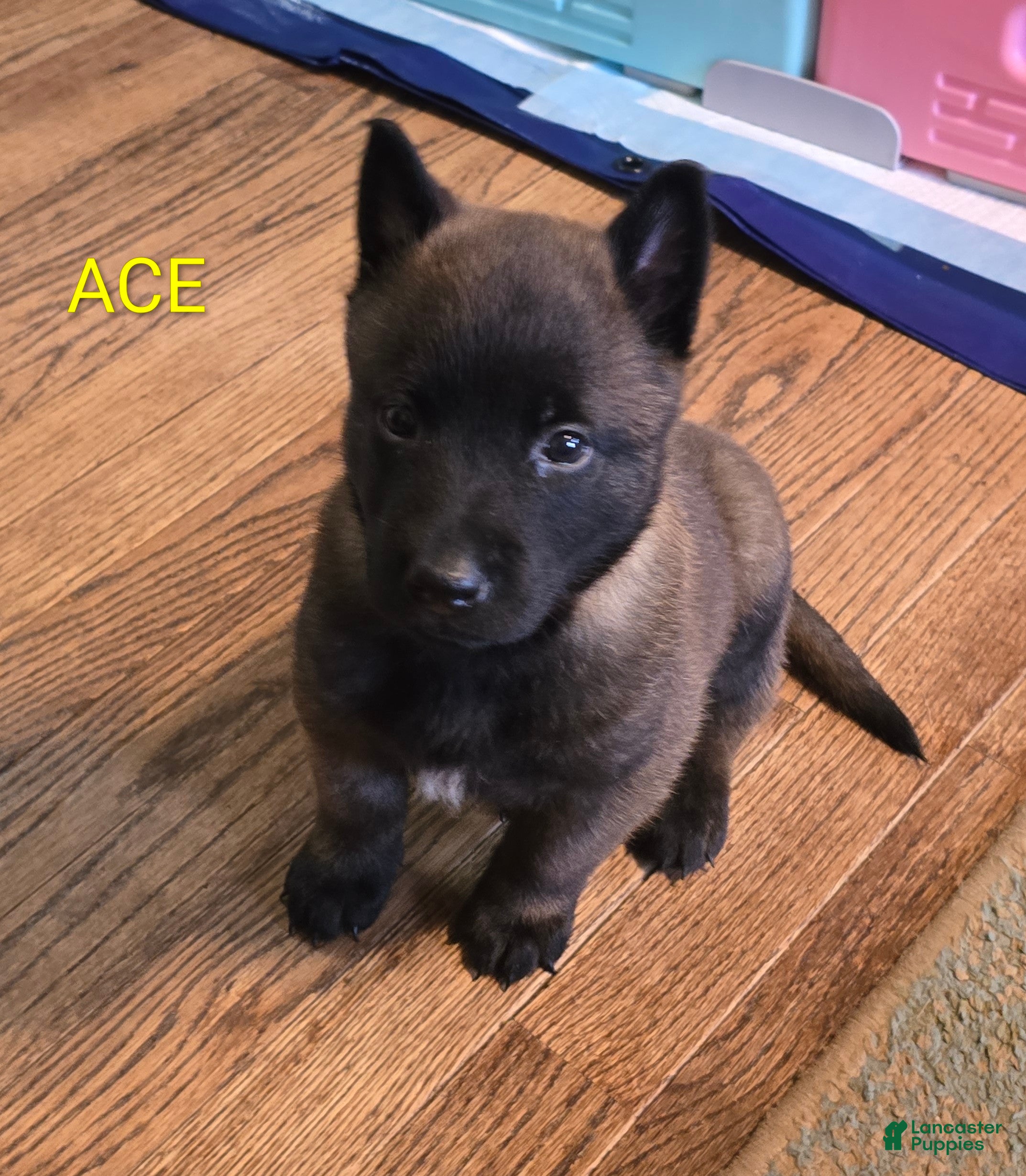 Belgian Malinois dogs Belgian Malinois 5 - Ad 2