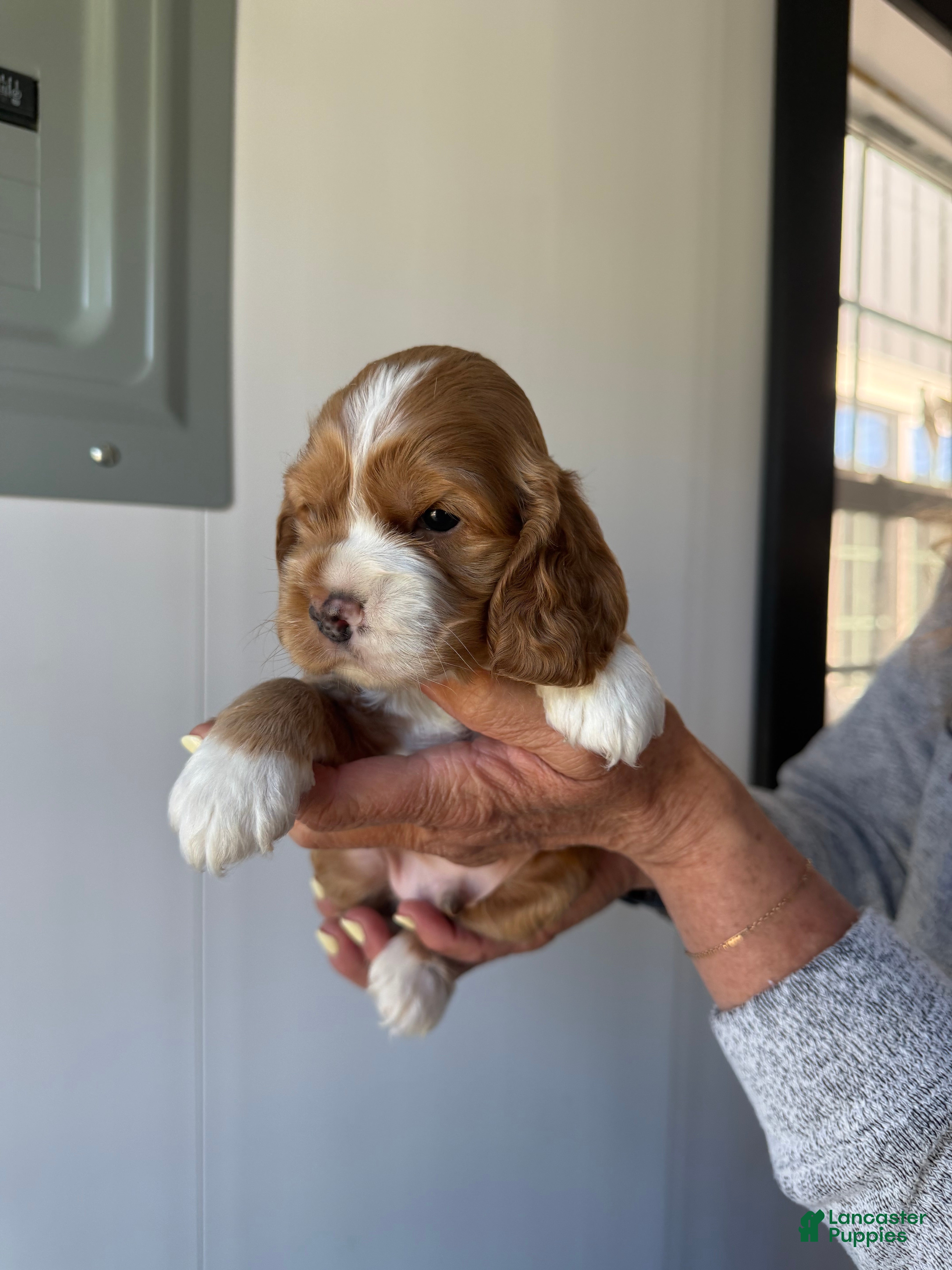 Cocker Spaniel dogs for sale: Edmund - Ad 3