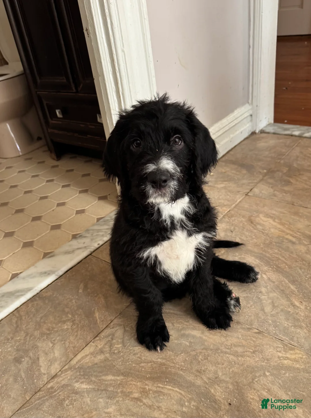 Mixed Breed dogs for sale: Gray Collar - Ad 25