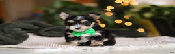 Morkie dogs for sale: Oliver - Ad 2