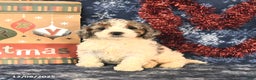 Miniature Poodle dogs for sale: Chuck - Ad 1