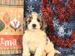 Miniature Poodle dogs Chuck - Ad 16