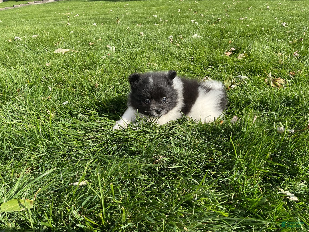 Pomeranian dogs for sale: Riley  - Ad 3