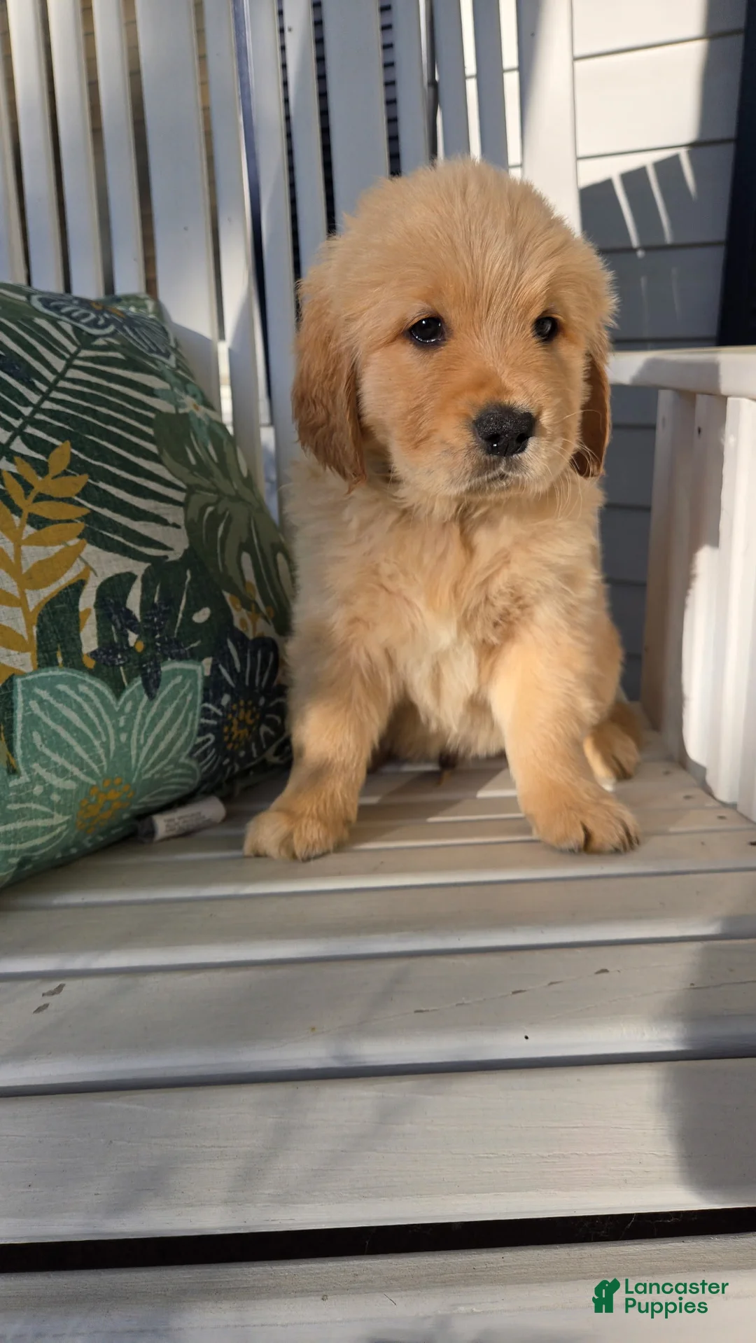 Golden Retriever dogs for sale: Golden Retriever Puppy 1 - Ad 2