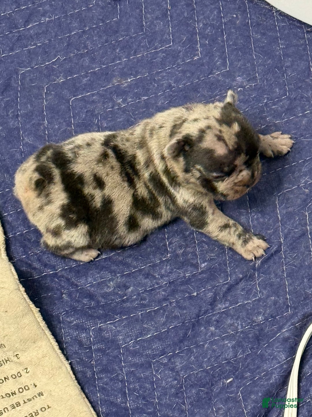 French Bulldog dogs for sale: Prince - Ad 2