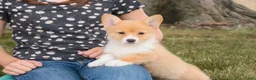 Welsh Corgi Pembroke dogs for sale: Josie Welsh Corgi Pembroke  - Ad 8