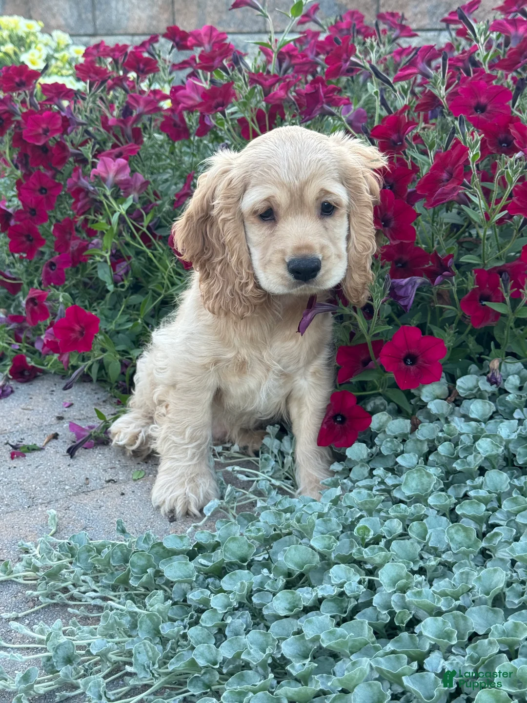 Cocker Spaniel dogs for sale: Captain - Ad 5