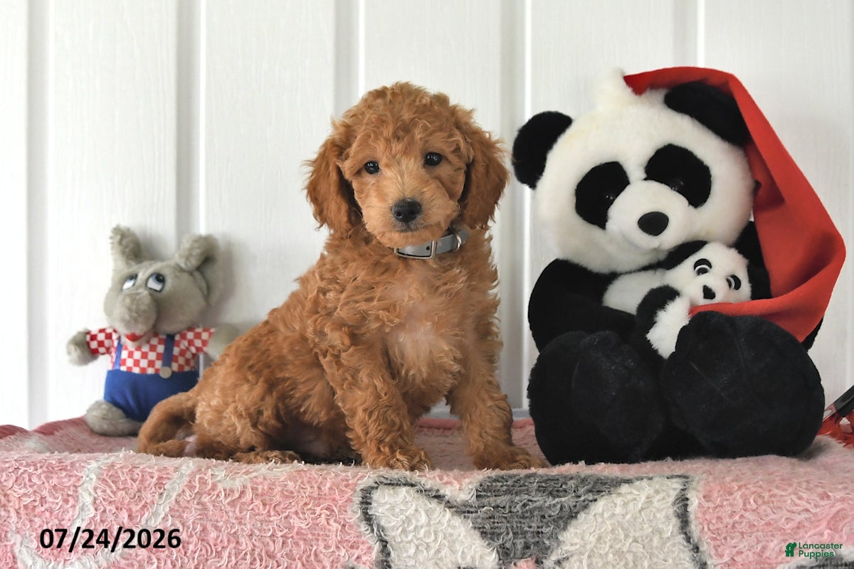 Mini Goldendoodle dogs Chip - Ad 1