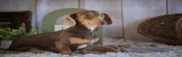 Miniature Dachshund dogs for sale: CeCe - Ad 11