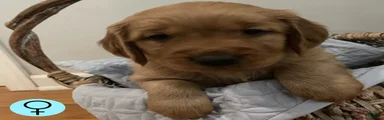 Golden Retriever 5