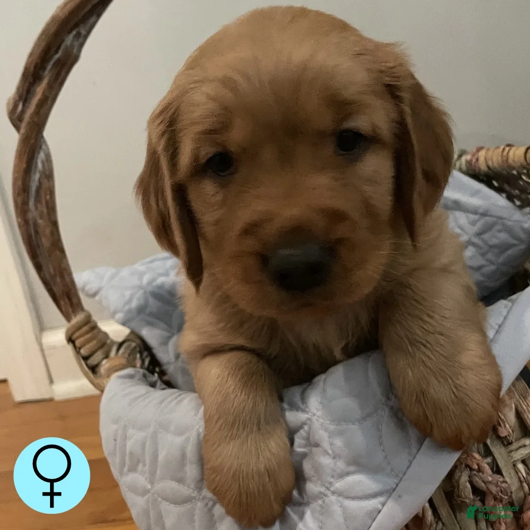 Golden Retriever dogs for sale: Golden Retriever 5 - Ad 1