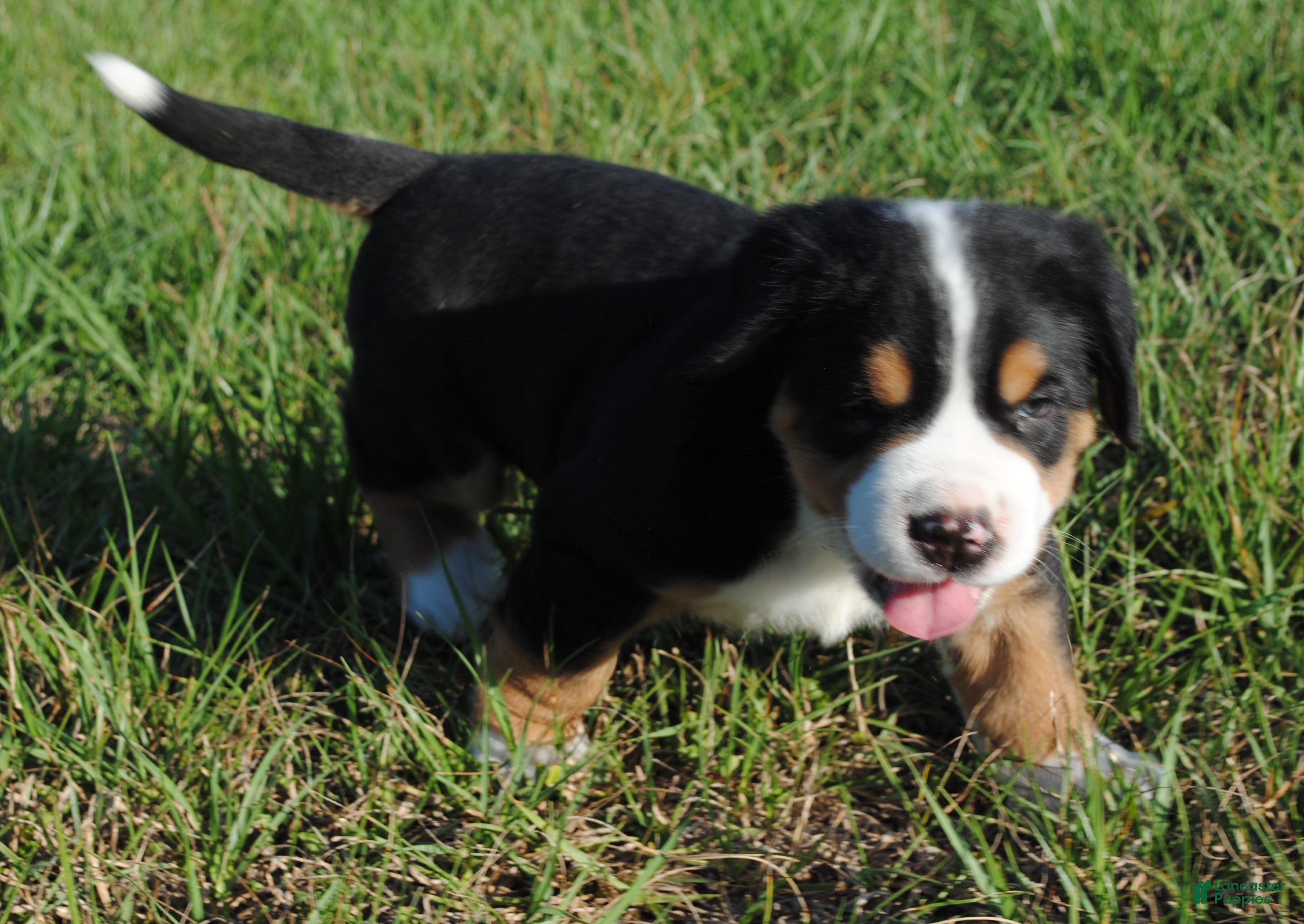 Greater Swiss Mountain Dog dogs Greater Swiss Mountain Dog Puppy Cooper - Ad 2