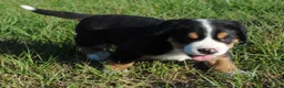 Greater Swiss Mountain Dog dogs for sale: Greater Swiss Mountain Dog Puppy Cooper - Ad 2
