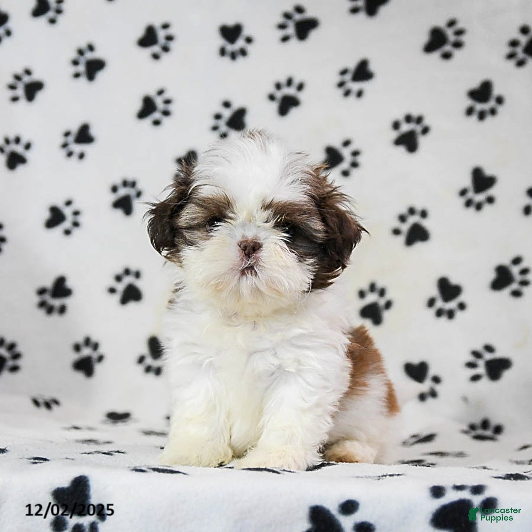 Shih Tzu dogs for sale: Patches - Ad 3